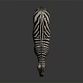Zebra With Black And White Stripes Standing On Dark Background With Reflection 3d model