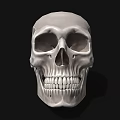 Detailed White Human Skull with Cracks and Teeth on Black Background 3d model