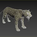 Realistic Spotted Leopard Standing With Open Mouth On Black Background 3d model