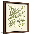 Framed Botanical Prints With Fern Leaves And Various Designs On Gray Wall