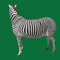 Zebra Standing On Green Background With Full Body Isolated View 3d model