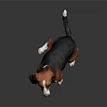 Brown White and Black Beagle Dog Sitting on Smooth Black Surface with Gray Gradient Background