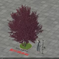 Purple Leaf Chokecherry Tree With Dark Purple Foliage 3 Meters Height On Gray Tile Ground