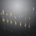 Golden Grass Plants on Black Background with Natural Reflections and Elegant Stems