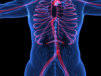 Detailed Chest Organs Anatomical Structure With Heart Ribs And Blood Vessels 3d model