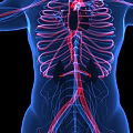Detailed Chest Organs Anatomical Structure With Heart Ribs And Blood Vessels