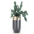 Various Green Potted Plants In Modern Gold Rimmed Planters For Indoor Decor