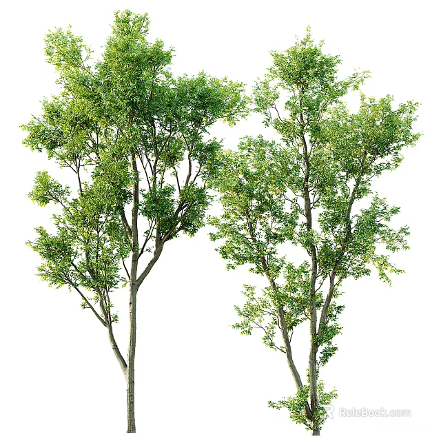 Two Green Trees With Lush Foliage And Natural Branch Structure 3d model
