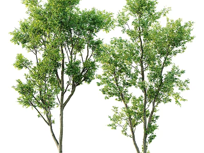 Two Green Trees With Lush Foliage And Natural Branch Structure 3d model
