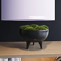 Bonsai Plant With Green Moss In Black Three Legged Pot On Wooden Tabletop