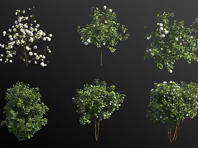 Various Blooming Garden Shrubs With White Flowers And Green Foliage 3d model