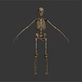 Human Skeleton Anatomical Model Demonstrating Bone Structure Without Organs And Hair 3d model