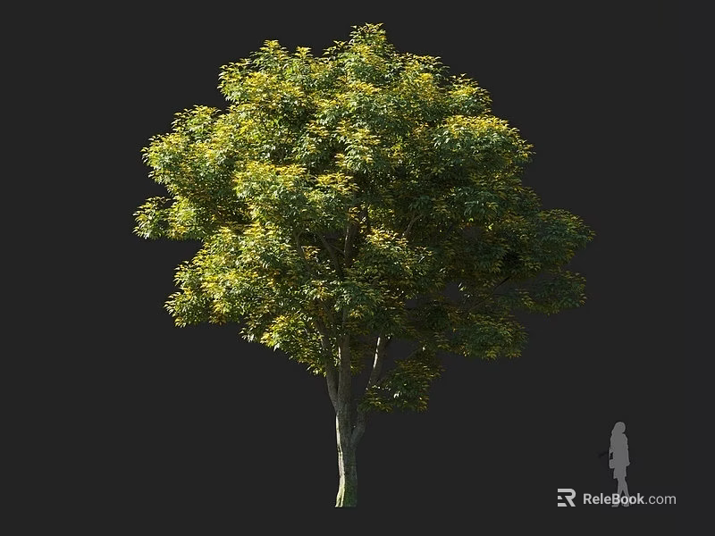 Tall Arbor With Lush Green Foliage Upright Trunk And Human Silhouette Against Dark Background 3d model 