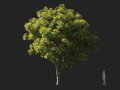 Tall Arbor With Lush Green Foliage Upright Trunk And Human Silhouette Against Dark Background 3d model