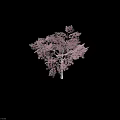 Blooming Flowering Tree With Abundant Pink Blossoms And Graceful Branch Structure