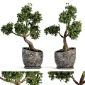 Artistic Bonsai Tree with Twisted Trunk and Lush Green Foliage in Stone Pot