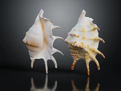 Decorative Seashell Ornament Set With White And Brown Textured Spiked Edges For Home Decor 3d model