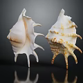 Decorative Seashell Ornament Set With White And Brown Textured Spiked Edges For Home Decor