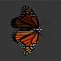 Vibrant Monarch Butterfly With Orange And Black Patterned Wings Spread On Gray Surface With Reflection