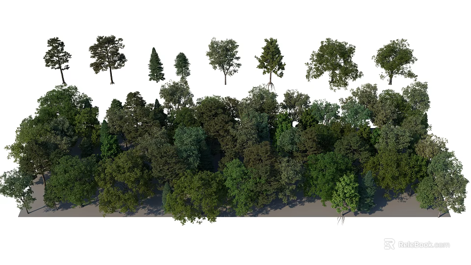 Diverse Arbor Trees With Different Heights And Lush Green Foliage In Natural Scene 3d model 