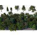 Diverse Arbor Trees With Different Heights And Lush Green Foliage In Natural Scene