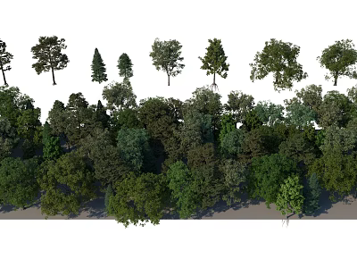 Diverse Arbor Trees With Different Heights And Lush Green Foliage In Natural Scene 3d model