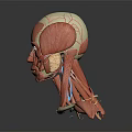 Professional 3D Medical Device Human Muscle Anatomical Teaching Model with Detailed Structure