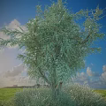 Lush Green Leafy Shrub Standing In Grass Field Under Blue Sky With White Clouds