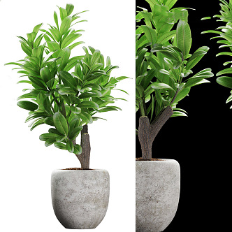 potted plant 3d model