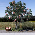 Garden Landscape With Fruit Tree Bearing Pink Fruits And Basket Near Bamboo Fence