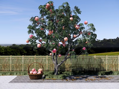 Garden Landscape With Fruit Tree Bearing Pink Fruits And Basket Near Bamboo Fence 3d model