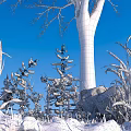 Snow Covered Flowers And Plants With Bare Tree Trunk Blue Sky And Stone