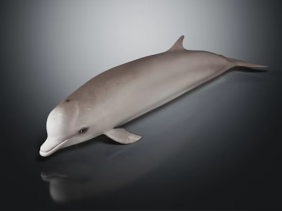 Gray Dolphin With Smooth Skin On Dark Background Showing Reflection 3d model