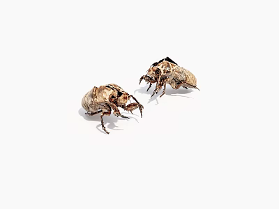 Detailed View Of Two Brown Beetles With Intricate Patterns On White Background 3d model