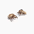 Detailed View Of Two Brown Beetles With Intricate Patterns On White Background