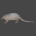 Realistic Armadillo With Hard Armored Shell And Scaly Texture On Pink Background 3d model