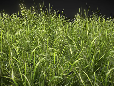 Lush Sunlit Green Grass With Tall Blades And Natural Healthy Growth 3d model