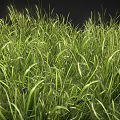 Lush Sunlit Green Grass With Tall Blades And Natural Healthy Growth