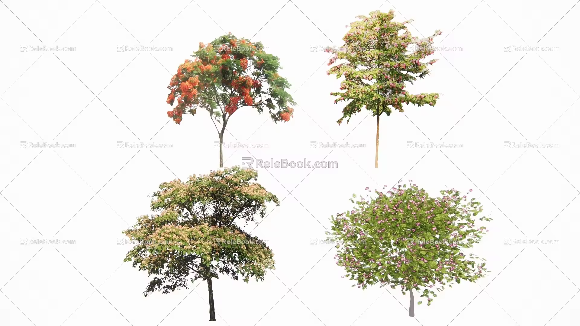 acacia tree 3d model