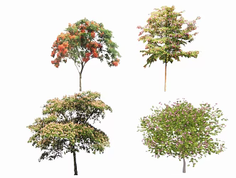 acacia tree 3d model