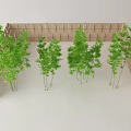 Bamboo Plants Arranged Along Wooden Fence with Lush Green Foliage