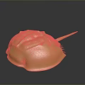 Detailed Golden Marine Horseshoe Crab With Shiny Carapace And Pointed Telson
