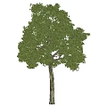 Lush Green Arbor With Dense Foliage And Strong Healthy Trunk