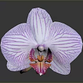 Beautiful Purple Orchid With Striped Petals And Pink White Center On Dark Background
