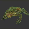 Frog Frog Frog Poison Frog Game Frog Reptile Cold Blooded Animal Reptile Reptile 3d model