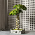 Bonsai Tree with Twisted Trunk Lush Green Leaves in White Square Decorative Pot
