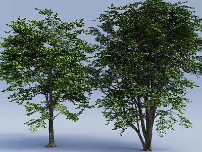 Two Tall Green Leafy Trees With Thick Trunks Against Light Blue Background 3d model