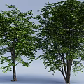 Two Tall Green Leafy Trees With Thick Trunks Against Light Blue Background