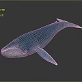 Blue Whale 3D Model With Blue Body And Light Colored Belly On Dark Background 3d model