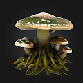 Mushroom With Large Green And White Spotted Cap Small Mushrooms And Green Root Tendrils